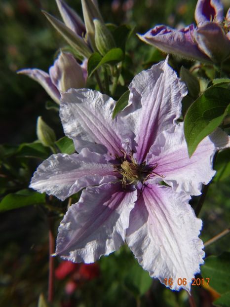  - Clematite