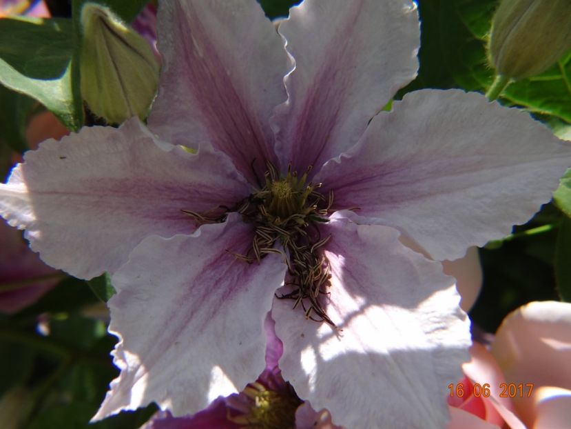  - Clematite