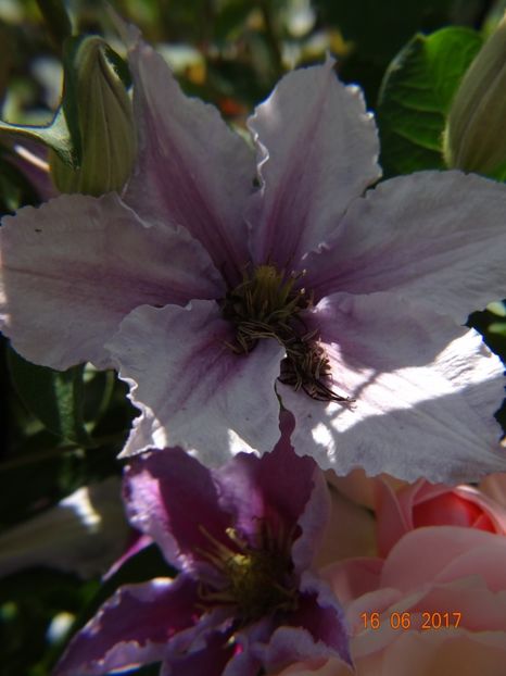  - Clematite