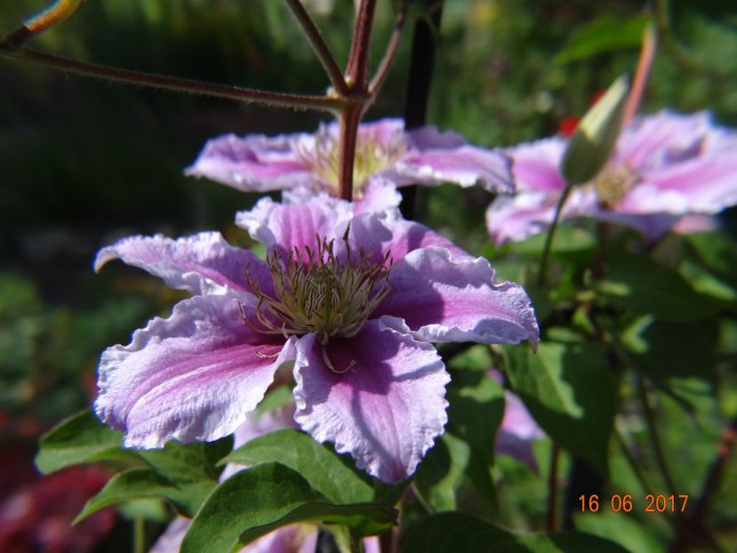Piilu - Clematite