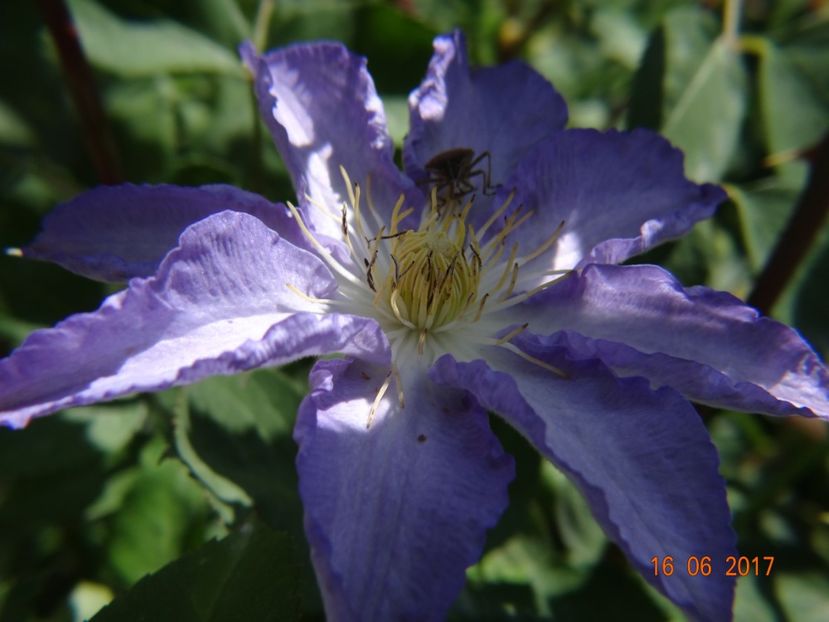 Thyrislund - Clematite