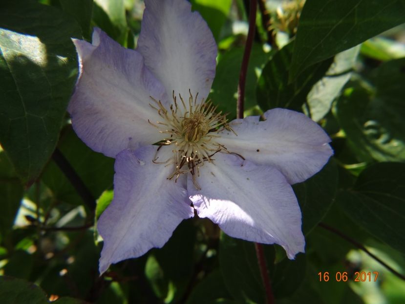  - Clematite