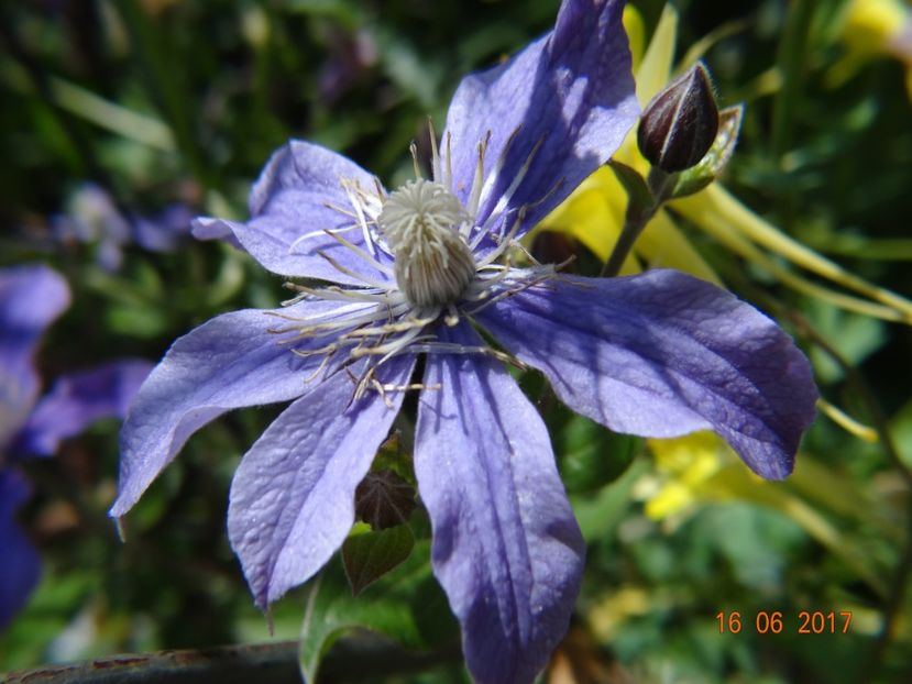 Arabella - Clematite