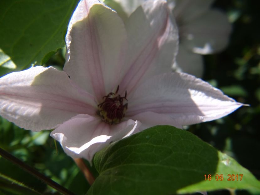  - Clematite
