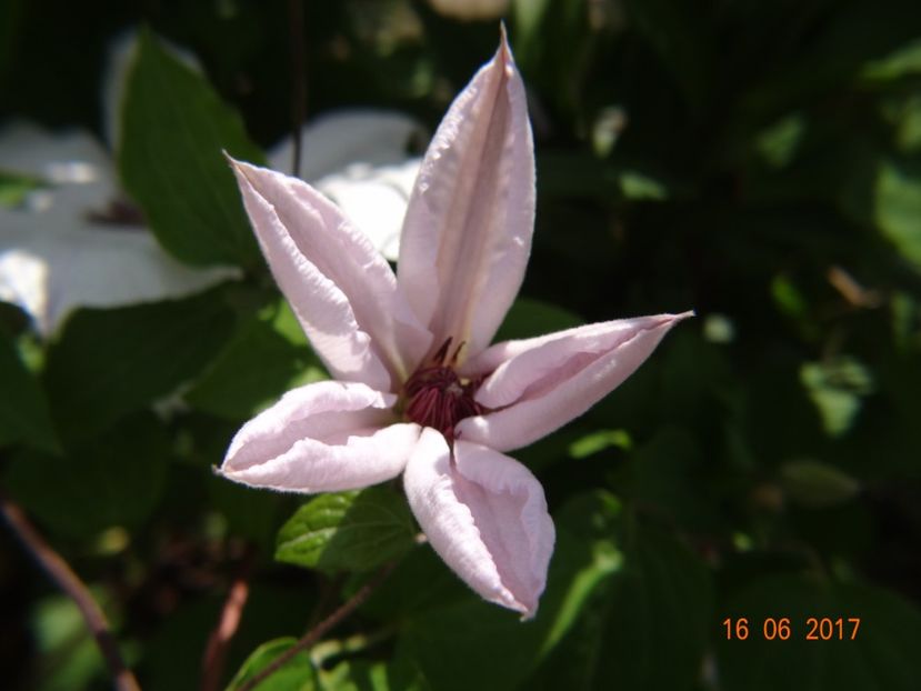  - Clematite
