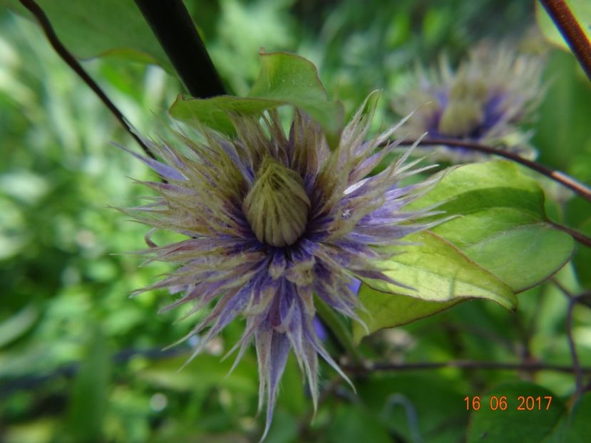  - Clematite