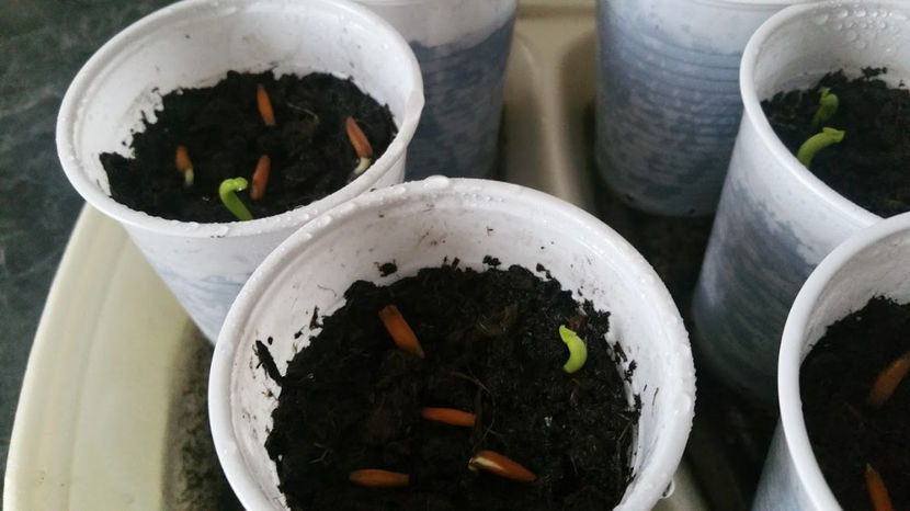 Adenium - O noua serie de grasuneiiii