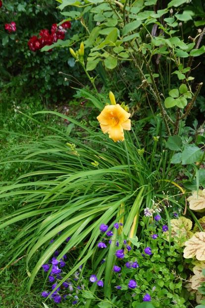 Stella d'Oro - Hemerocallis 2017