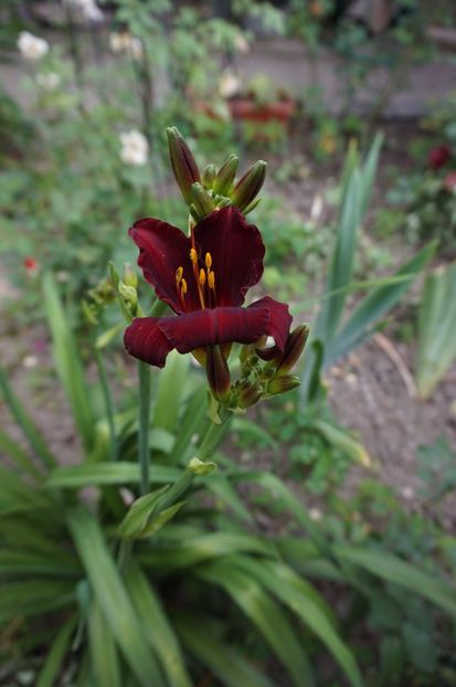 Chocolate Candy - Hemerocallis 2017
