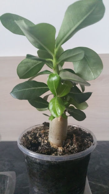 Adenium....au mai crescut - AAAdenium vechiiiii grasuneiiii
