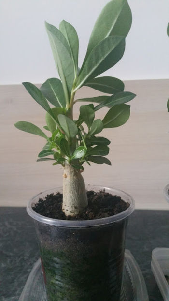 Adenium....au mai crescut - AAAdenium vechiiiii grasuneiiii