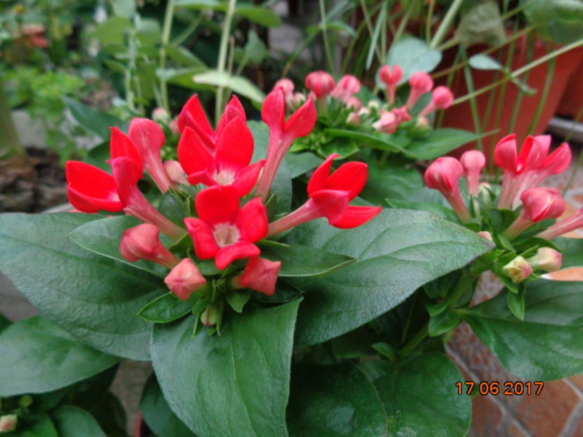 bouvardia - 2017 - Pastel