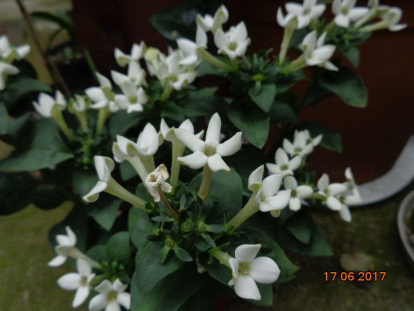 bouvardia - 2017 - Pastel