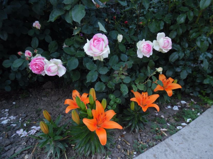  - 000 Iunie in gradina