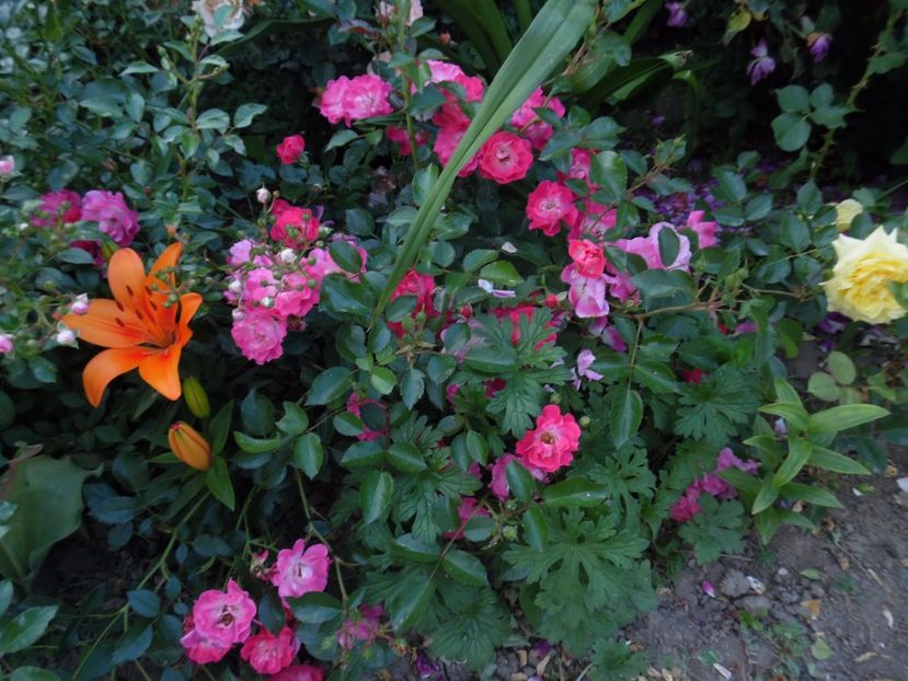  - 000 Iunie in gradina