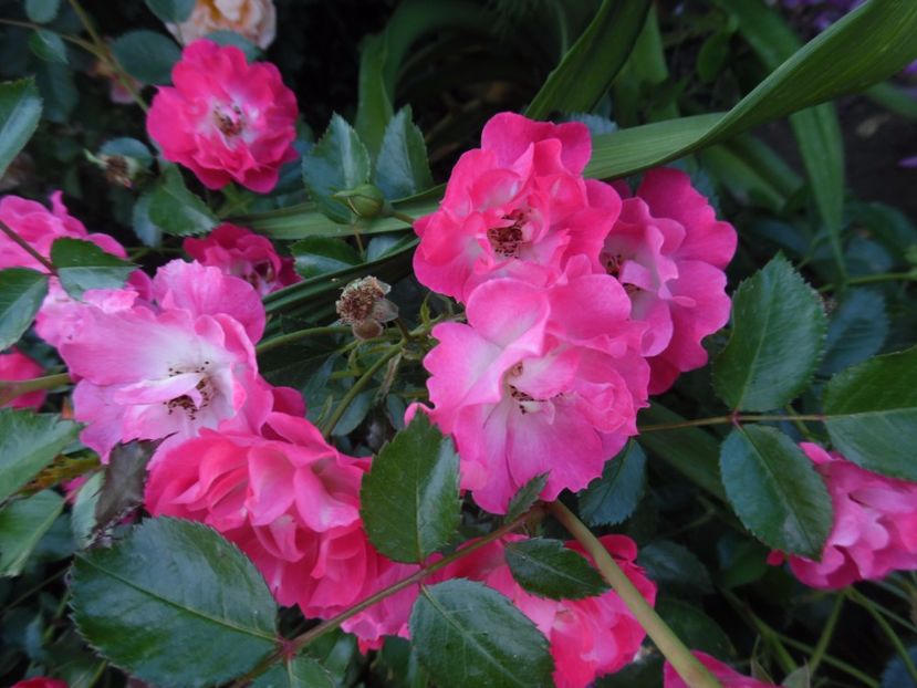  - 000 Iunie in gradina