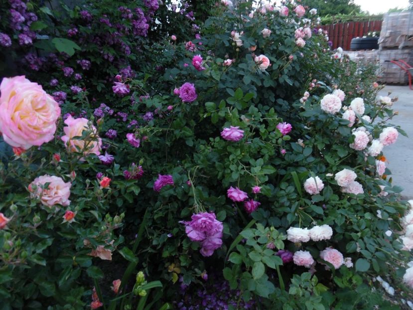  - 000 Iunie in gradina