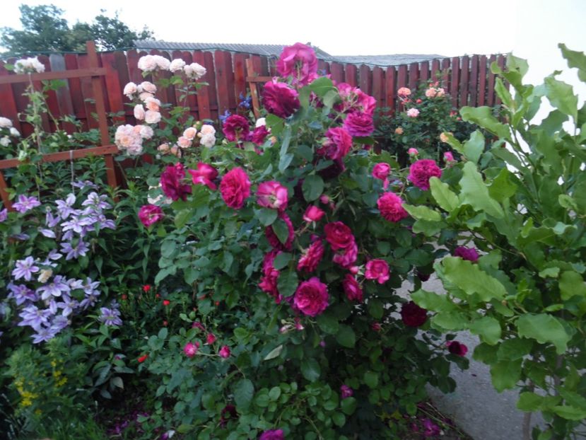  - 000 Iunie in gradina