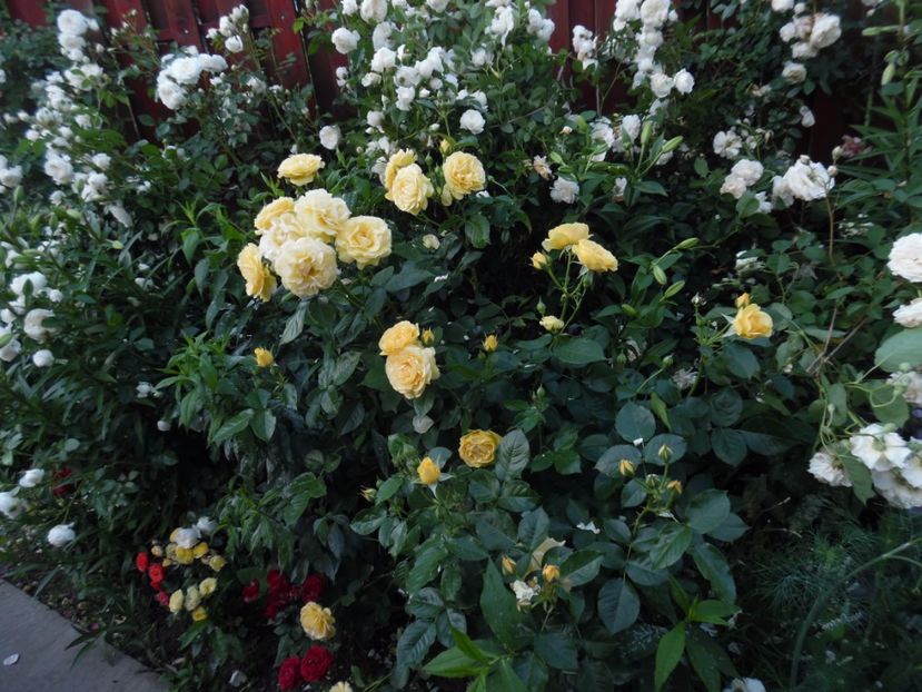  - 000 Iunie in gradina