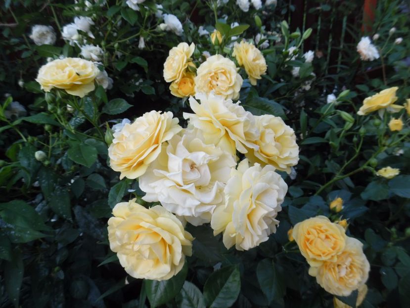  - 000 Iunie in gradina