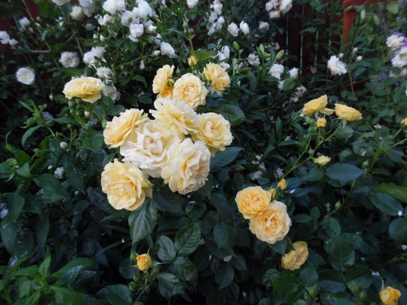  - 000 Iunie in gradina