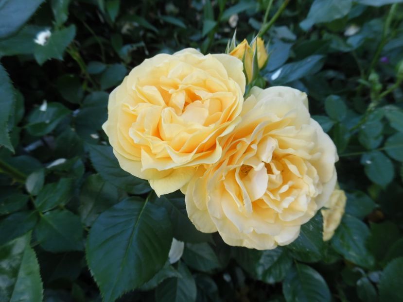  - 000 Iunie in gradina