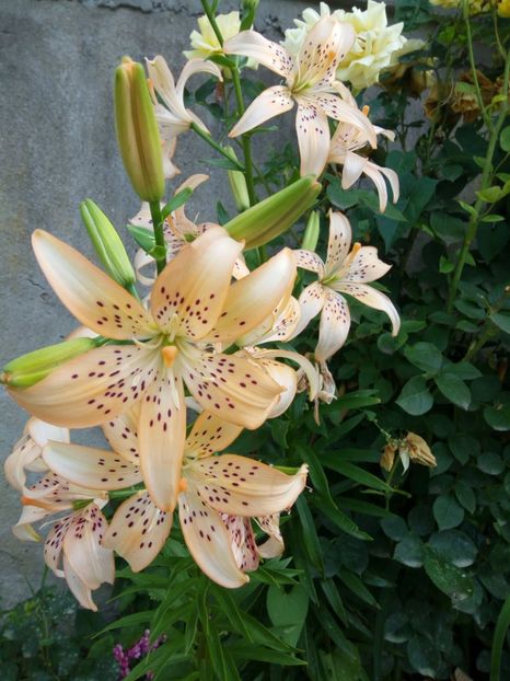 dureaza foarte mult - 0 - CRINI