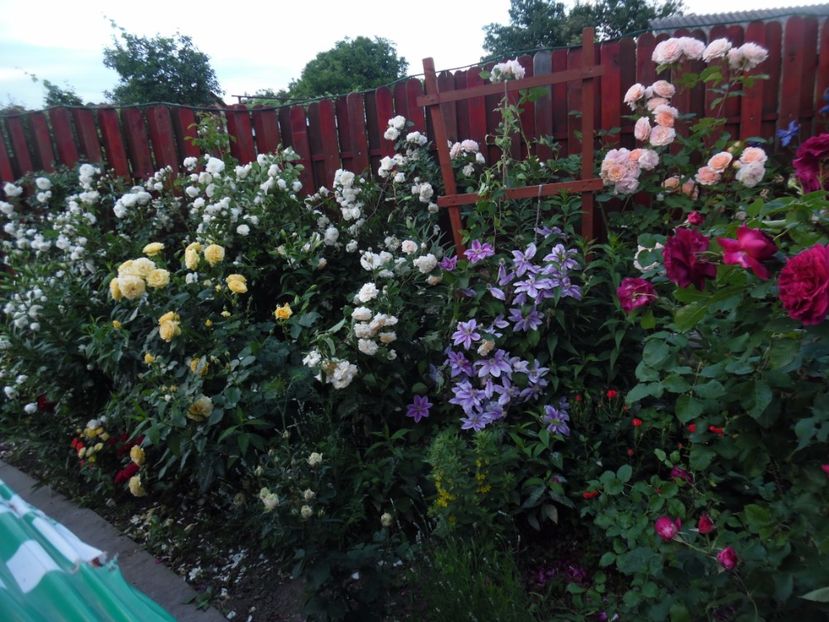  - 000 Iunie in gradina