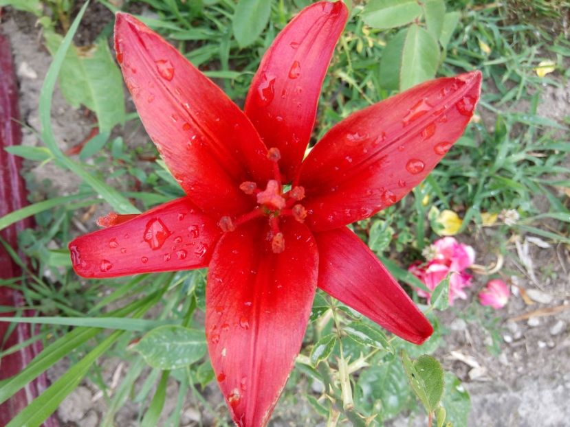 Red twin - 0 - CRINI