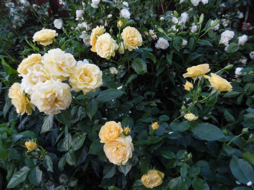  - 000 Iunie in gradina