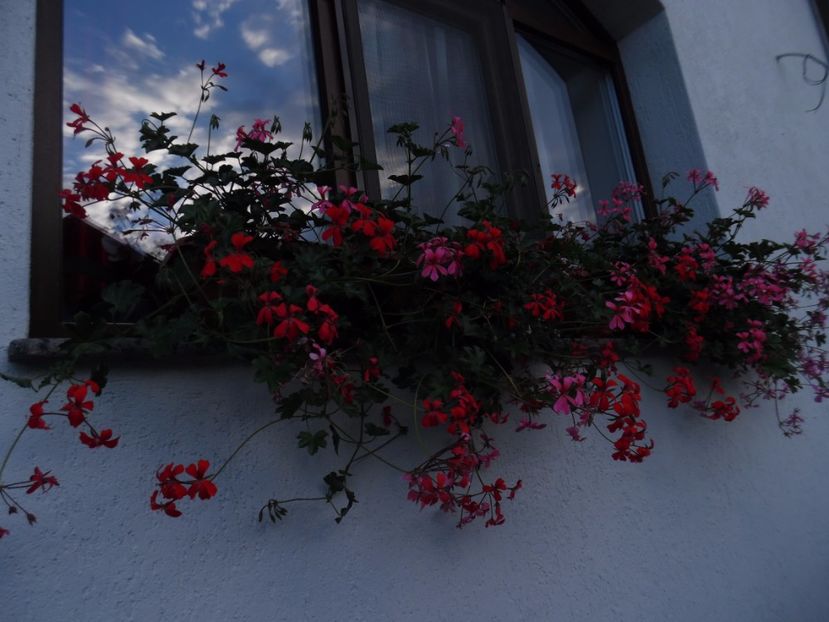  - 000 Iunie in gradina