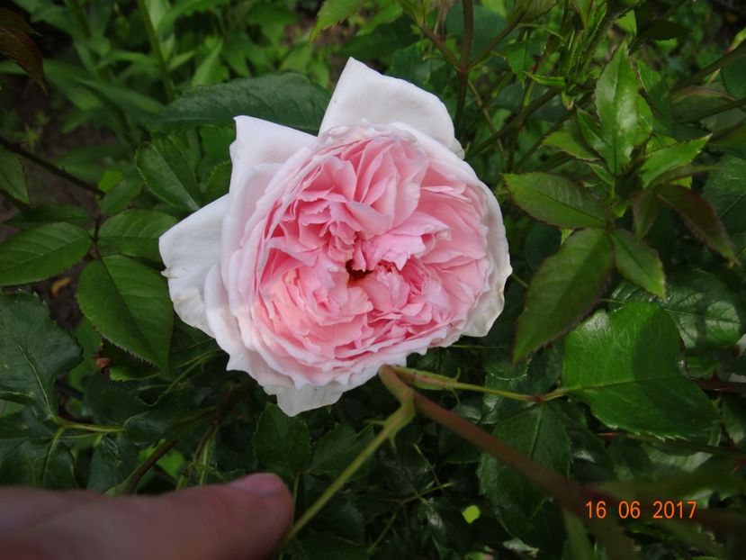 The Wedgewood Rose - The Wedgewood Rose