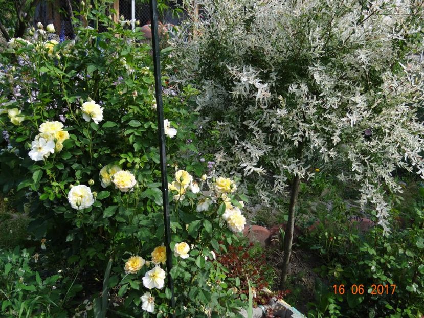 The Pilgrim - The Pilgrim