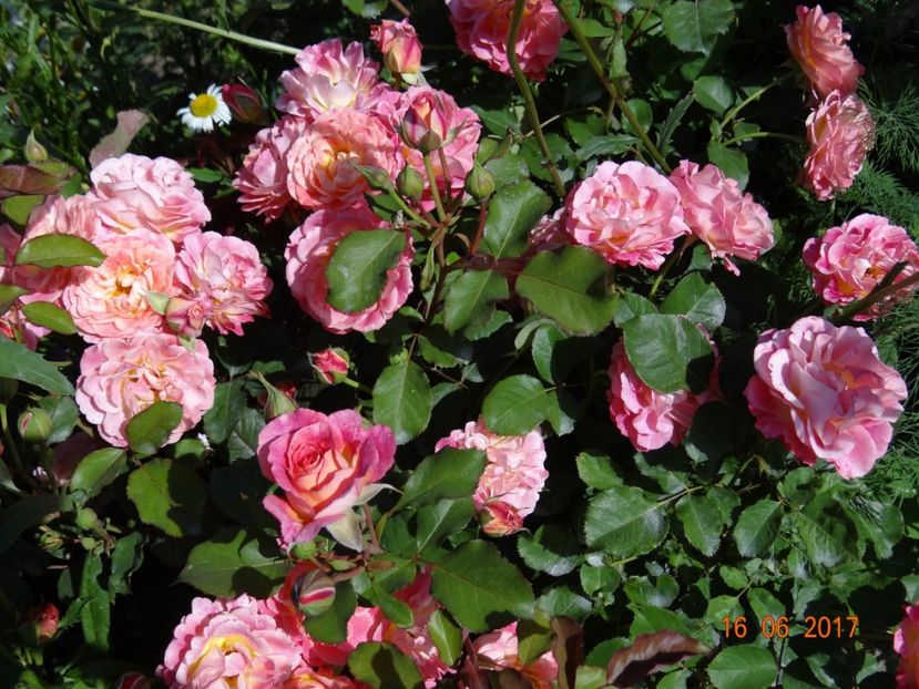 Michelle Bedrossian - Michelle Bedrossian