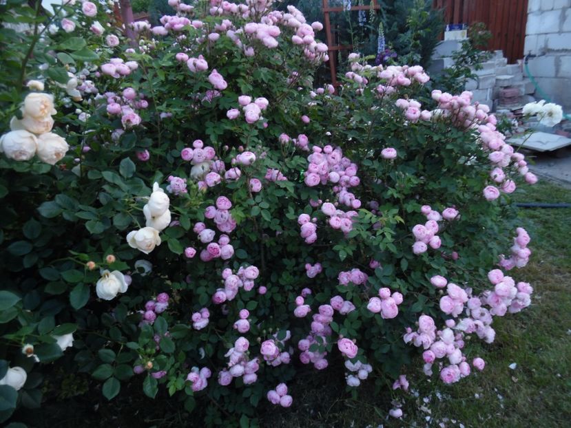  - 000 Iunie in gradina