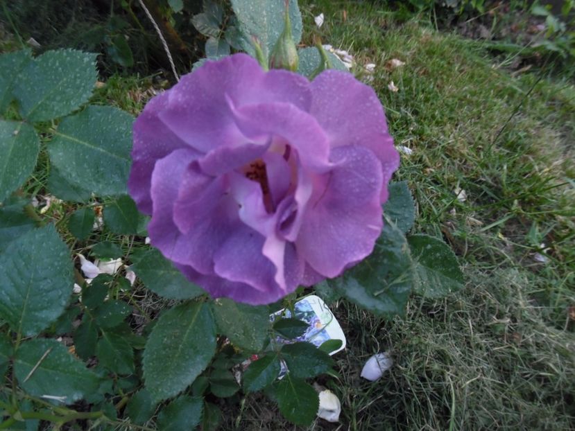  - 000 Iunie in gradina