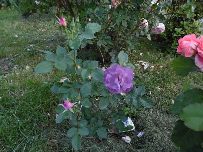  - 000 Iunie in gradina