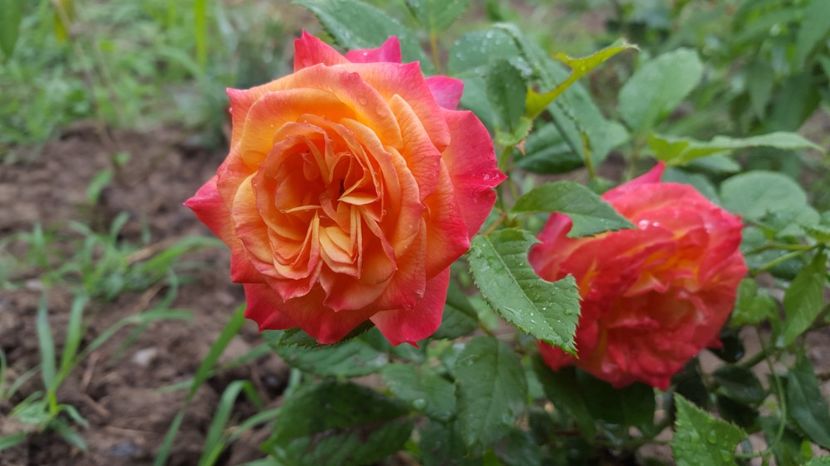  - Kordes - Gartenspass rose