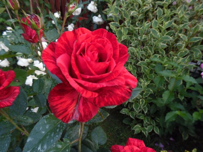  - 000 Iunie in gradina