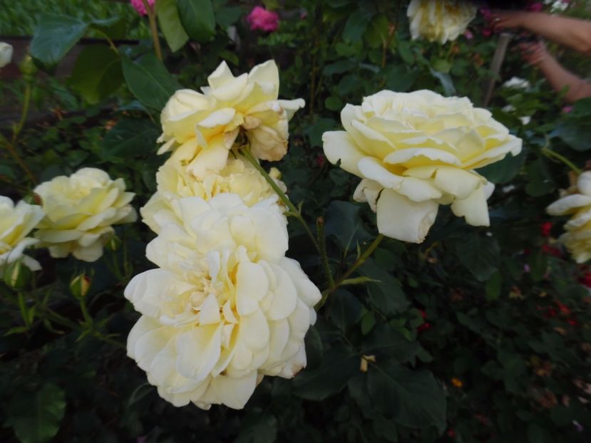  - 000 iunie in gradina 2