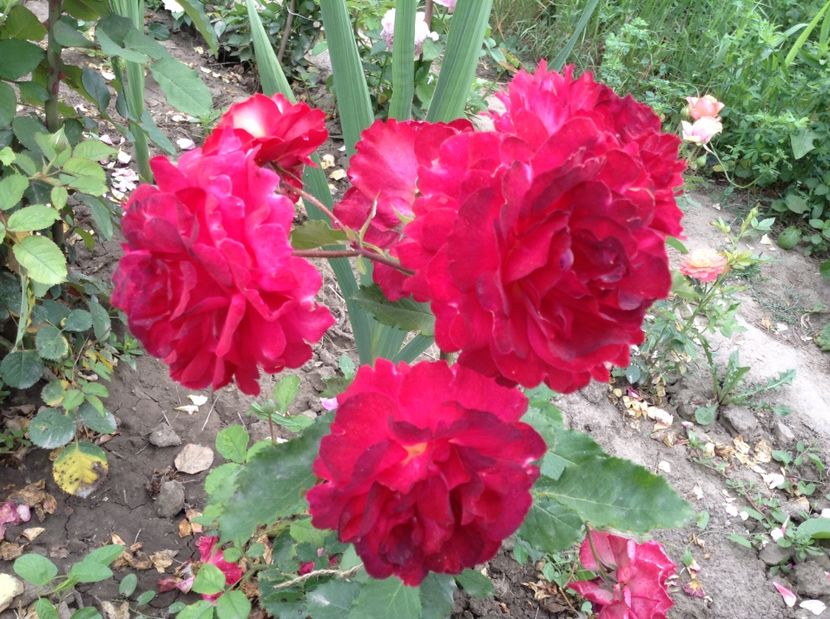 image - Trandafiri 2017