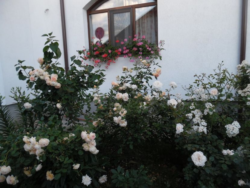  - 000 iunie in gradina 2