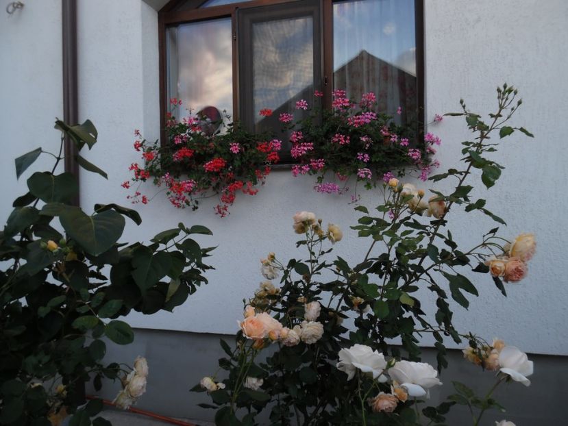  - 000 iunie in gradina 2