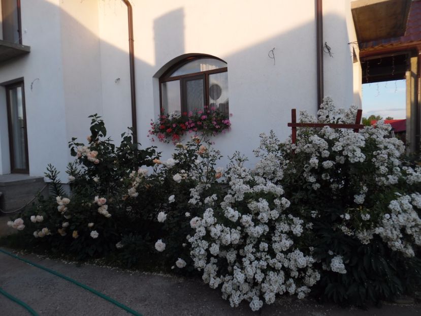  - 000 iunie in gradina 2