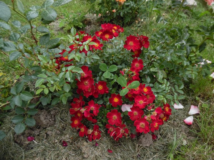  - 000 iunie in gradina 2