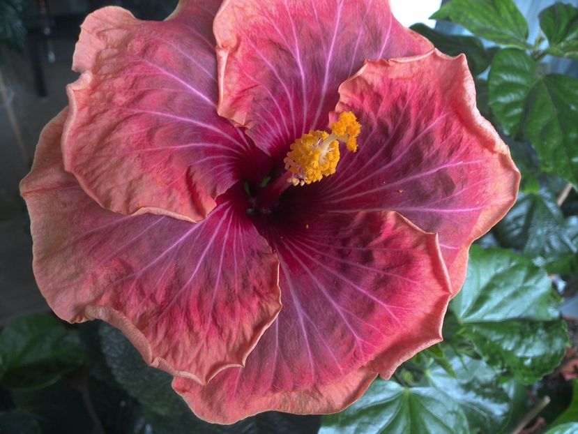 WIN_20170617_113447 - Jolanda Gommer