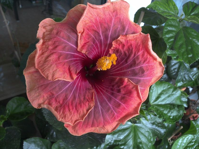 WIN_20170617_113451 - Jolanda Gommer