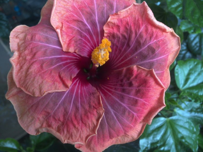 WIN_20170617_113501 - Jolanda Gommer