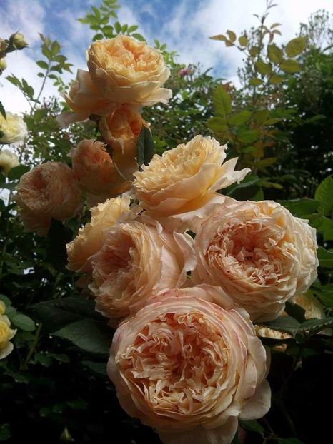 Rose 'Crown Princess Margareta' - Rose