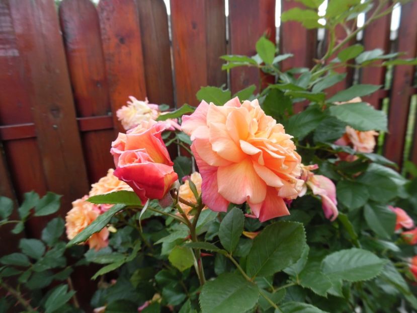  - 000 iunie in gradina 2